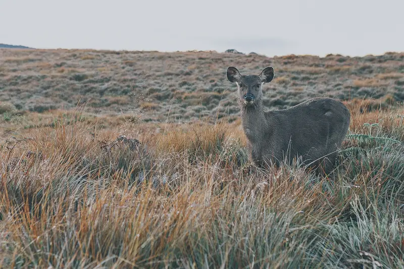 Wildlife & Nature