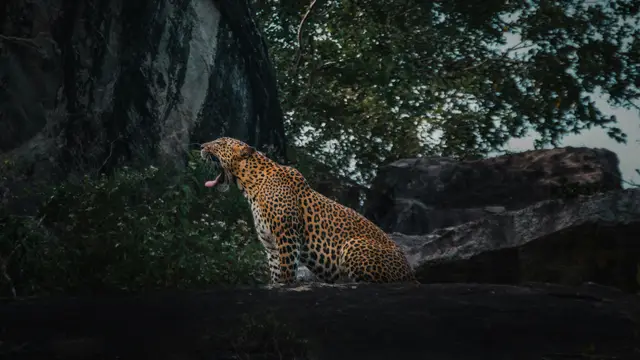 Wildlife & Nature