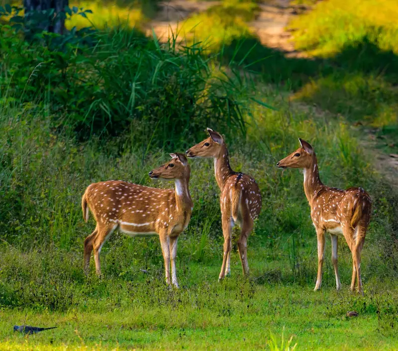 Wildlife & Nature